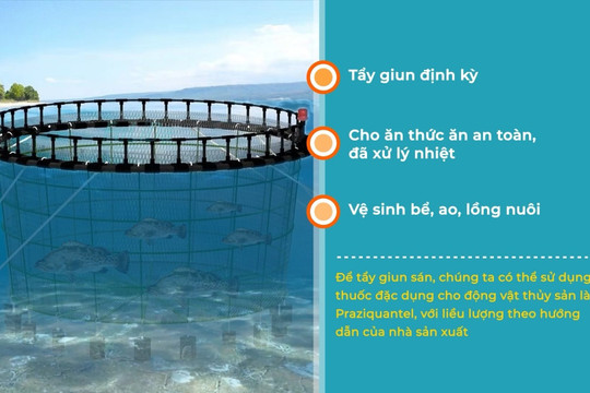 Video: Ký sinh trùng tấn công cá nuôi biển – làm sao nhận biết và phòng trị kịp thời?