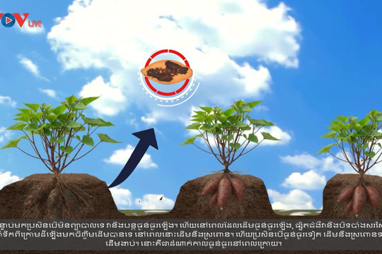 Trailer: Bệnh thối đen trên khoai lang: Có thể phòng tránh nếu chăm sóc đúng cách