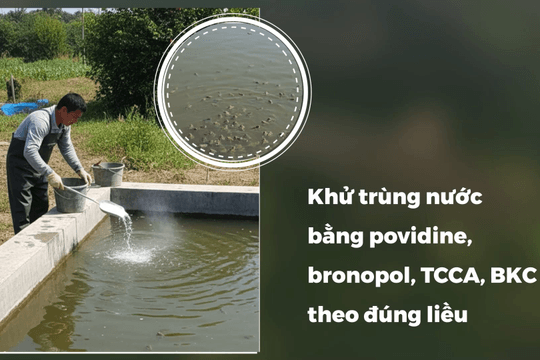 Video: Bệnh đỏ đùi, sưng hạch ở ếch do vi khuẩn