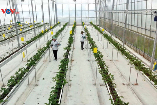 Chuẩn hóa chất lượng, đầu tư công nghệ – nền tảng vững chắc để nông sản Hà Nội xuất khẩu