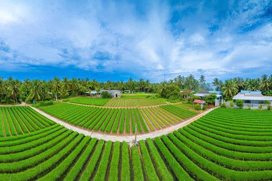 Màu xanh no ấm trên thủ phủ hẹ Giồng Bắc (Vĩnh Long)