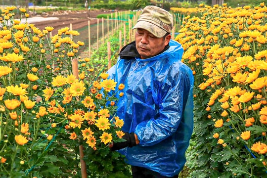 Hà Nội rét 9°C, nông dân trùm áo mưa kín mít ra đồng chăm hoa Tết