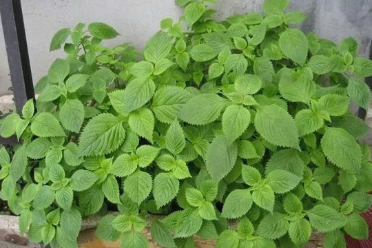 Kinh giới: Loại rau gia vị quen thuộc nhưng là thảo dược quý