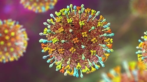 Chuyên gia nói gì về virus Nipah có thể xâm nhập nước ta?