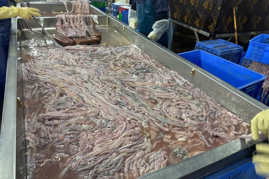 Phát hiện gần 60 tấn lòng lợn bốc mùi, đổi màu bên trong kho lạnh ở Hà Nội