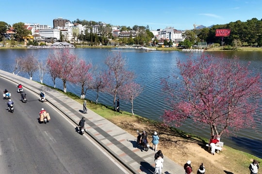 Mai anh đào “nhuộm hồng” phố núi Đà Lạt