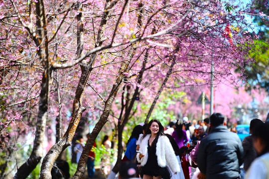 Mai anh đào gọi xuân về Đà Lạt, du khách dễ dàng săn ảnh ‘khiến tim thổn thức’