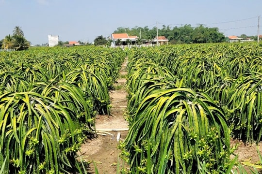 Đồng Tháp: Cận Tết trái thanh long khan hàng, sốt giá