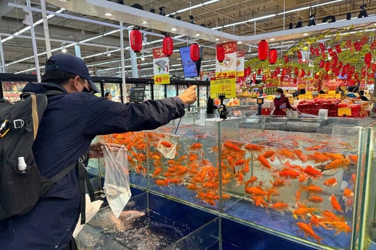 Siêu thị ở TP.HCM nhập cuộc bán cá chép cúng ông Công ông Táo