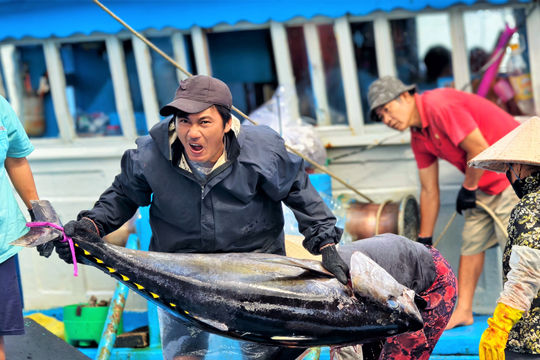 Trúng đậm cá ngừ đại dương, ngư dân Gia Lai hưởng mùa ‘biển ngọt’ dịp Tết