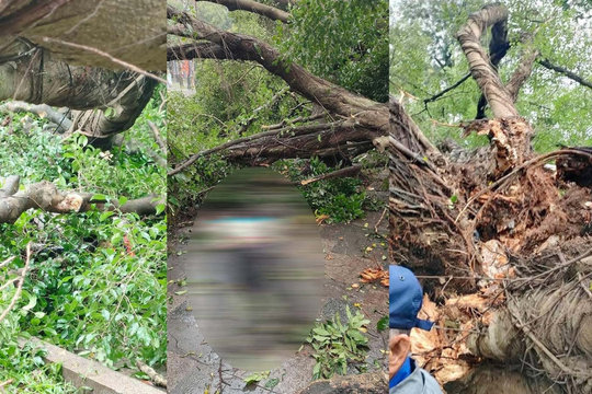 2 cây si cổ thụ bất ngờ đổ trước đền Quán Thánh, Hà Nội khiến 2 người bị thương