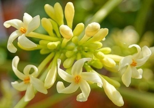 Hoa đu đủ đực có gì mà được ví như “vị thuốc” tự nhiên?