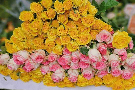 Giá hoa hồng 8/3 tăng kỷ lục: Khách bất ngờ, tiểu thương TP.HCM lo ế