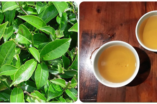 Uống nước trà xanh tươi hàng ngày có tác dụng gì?