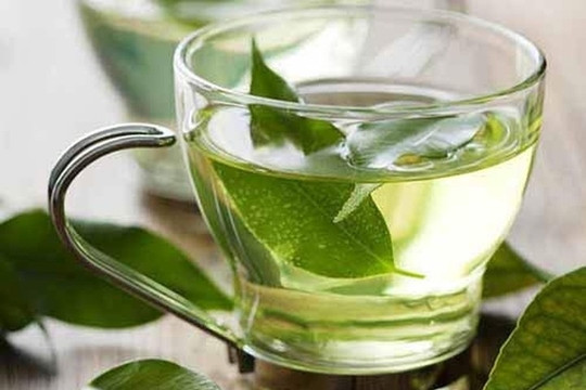 Lá vối chứa nhiều chất kháng khuẩn, nhưng uống nhiều có tốt không?