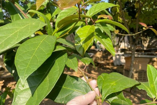 Bài thuốc từ cây xạ đen