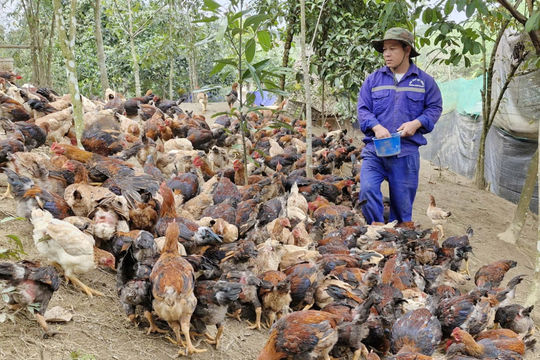 Đa dạng mô hình giảm nghèo ở miền núi Đà Nẵng