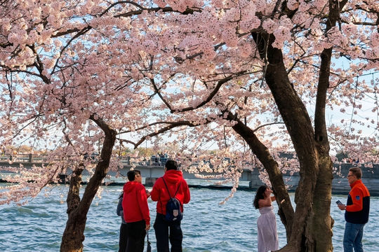 Hàng triệu du khách đổ về Washington D.C. ngắm mùa hoa anh đào nở rộ