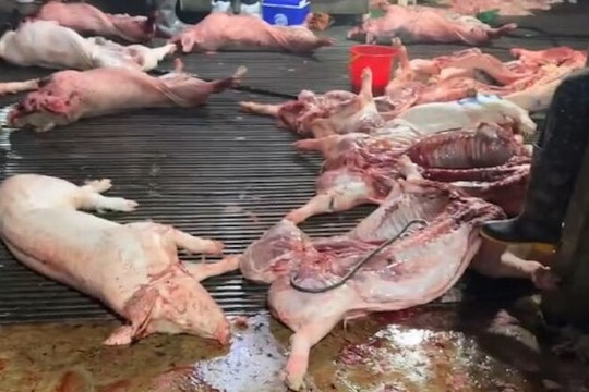 “Đại án” 300 tấn thịt lợn bệnh: Góc nhìn pháp lý và cảnh báo từ chuyên gia