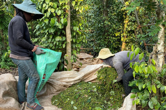 Cảnh báo bẫy hợp đồng xuất khẩu khi đối tác ngoại cố tình câu giờ để ép giá