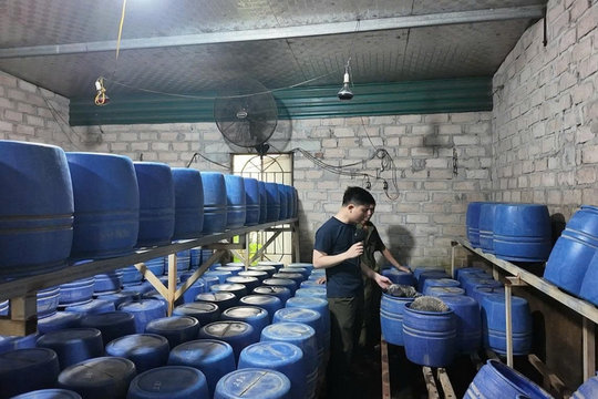 Phát hiện xưởng sản xuất giá đỗ sử dụng chất cấm tại Quảng Ninh