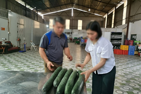Tiết lộ khoản 'hoa hồng' cho hiệu trưởng để tuồn thịt lợn bệnh vào trường học