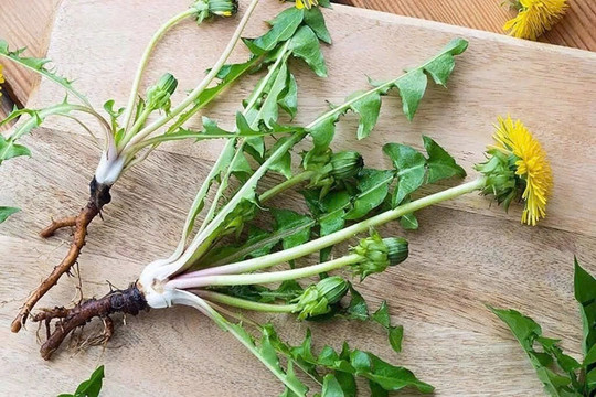 Việt Nam có cây thuốc đại bổ, tự mọc đầy vườn lại hay bị ngó lơ vì nhầm là cỏ dại