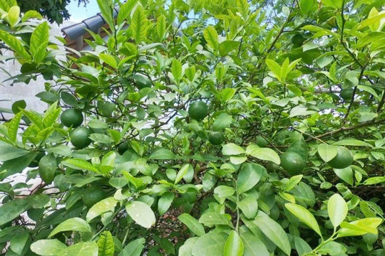 Lá chanh không chỉ để nấu ăn: Những bài thuốc dân gian ít ai biết