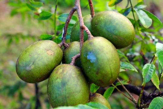 Quả cóc: Loại trái cây chua quen thuộc nhưng “giàu dinh dưỡng” ít ai ngờ tới