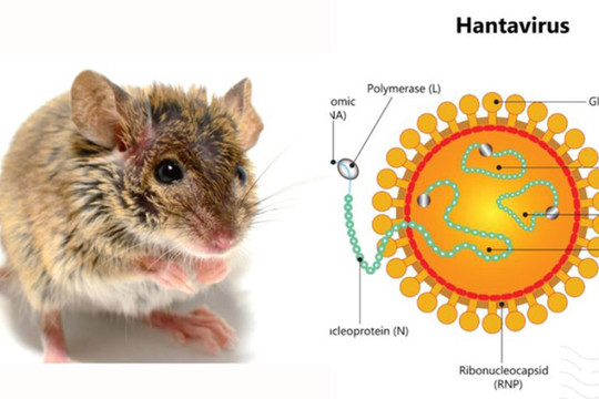 Có thể gây tử vong, virus Hanta ủ bệnh và lây truyền thế nào?