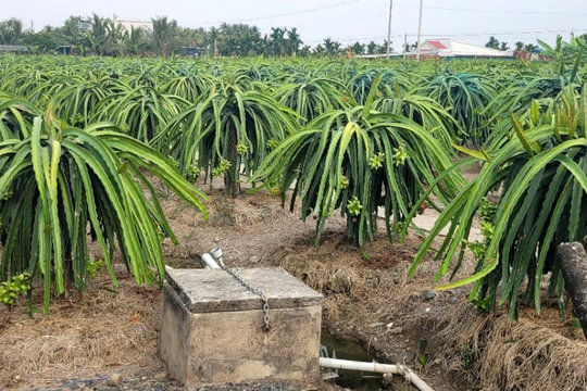 2 người tại Đồng Tháp tử vong do kích cá và sơ suất khi dùng mô tơ bơm nước