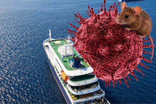 Virus Hanta dễ nhầm với cúm thông thường nhưng có thể chuyển nặng rất nhanh