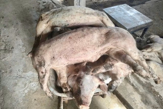Dịch tả châu Phi bùng phát trở lại, Lâm Đồng tiêu huỷ gần 10.000 con lợn