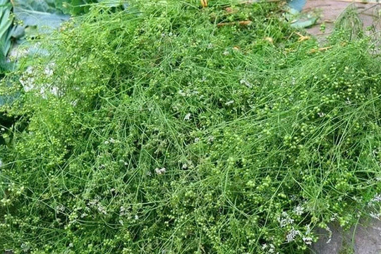 Mùi già: Loại cây nhỏ bé nhưng mang đến nhiều công dụng bất ngờ