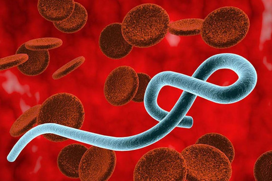 Chưa có vaccine chủng Ebola mới, Bộ Y tế khẩn cấp lên phương án ứng phó