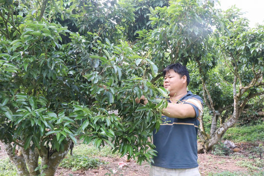 Vải thiều Bắc Ninh thất thu do thời tiết bất lợi, nhiều nhà vườn lao đao