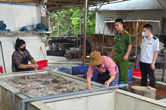 Bắc Ninh phát hiện cơ sở kinh doanh hơn 3 tấn lòng thối chuẩn bị đi tiêu thụ