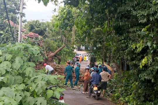 Cây cổ thụ trăm tuổi ở bến nước ngã đổ làm một người bị thương