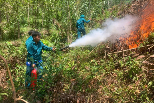 Quảng Ngãi: Đốt thực bì giữa nắng nóng, lửa cháy lan đồi keo