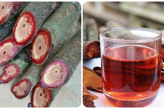 Cây thuốc quý dễ tìm, dùng thường xuyên bổ máu, dưỡng gan cực hiệu quả