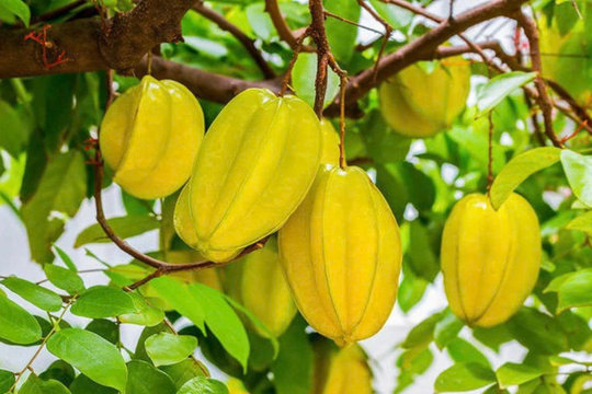 Quả khế: Từ món ăn quen thuộc đến “kho dinh dưỡng” tự nhiên