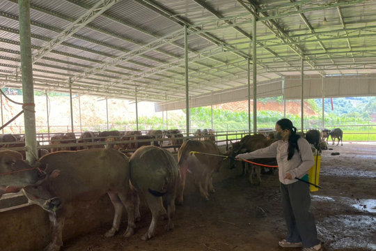 Tập trung khống chế dịch lở mồm long móng tại chợ trâu bò lớn nhất Thái Nguyên