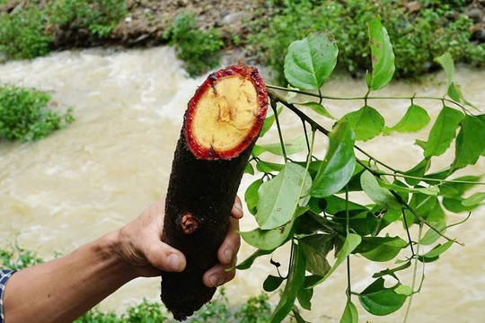 Cây cỏ máu có công dụng gì mà được ví như “thảo dược quý”?