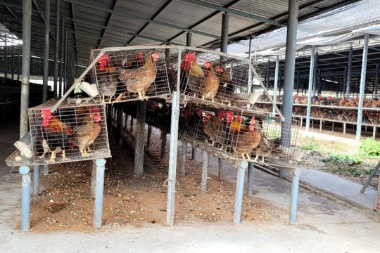 Khẩn trương dập ổ dịch cúm A/H5N1 trên đàn vịt tại Đồng Tháp