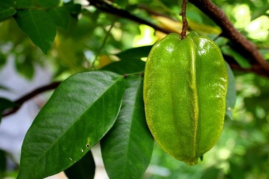 Vị thuốc bổ tim, dưỡng thận mọc đầy vườn nhà lại hay bị ngó lơ