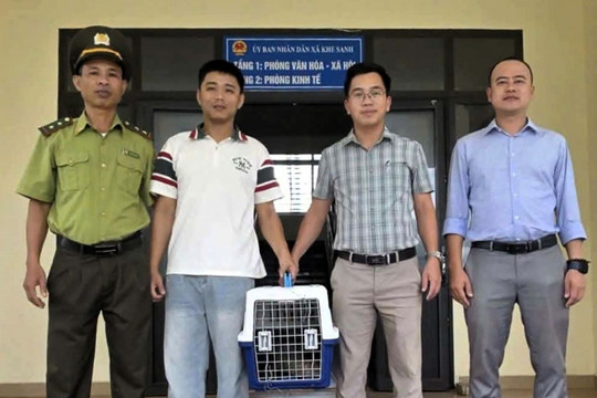 Cứu hộ 1 chú tê tê Java quý hiếm bị kiệt sức ở Khe Sanh