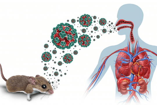 Bộ Y tế thông tin về dịch bệnh do virus Hanta