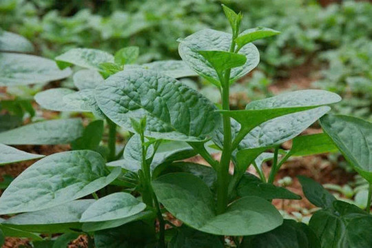 Ít ai ngờ 3 loại rau bán đầy chợ Việt lại có lợi cho đường ruột đến vậy