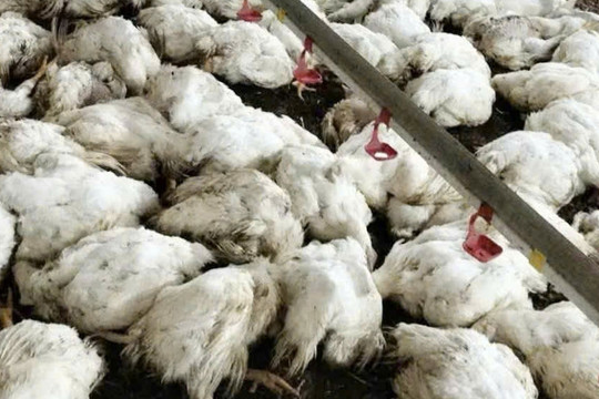 Làm rõ vụ nghi cắt trộm cáp điện, chủ trang trại mất gần 20.000 con gà ở Bắc Ninh