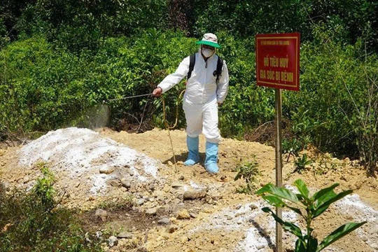 Dịch tả lợn châu Phi diễn biến phức tạp, nguy cơ lây lan cao tại Quảng Ngãi